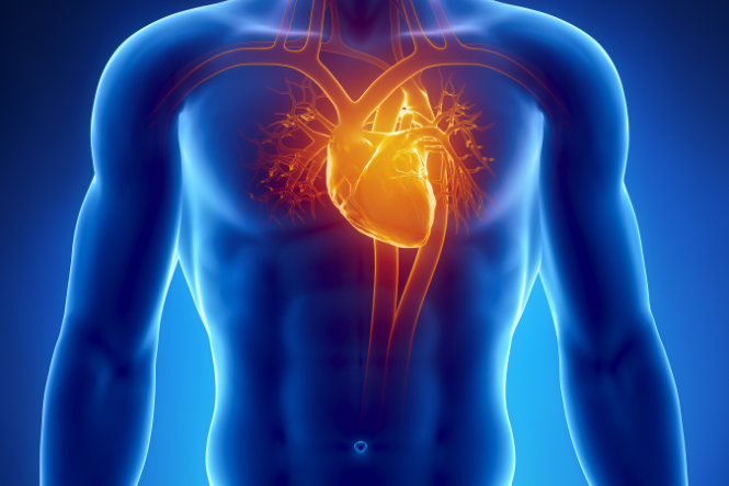 Can AHCC Help Reduce Your Risk of Heart Disease?